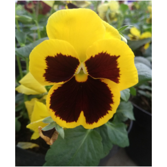 

Edible Flower- Pansy