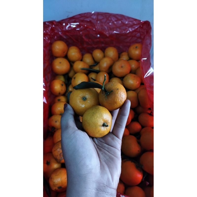 

Jeruk Santang 1Kg