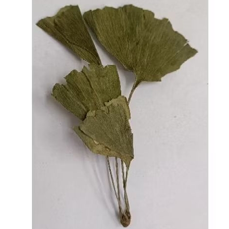 

Yin Xing Ye/ 银杏叶/ Daun Ginkgo biloba L