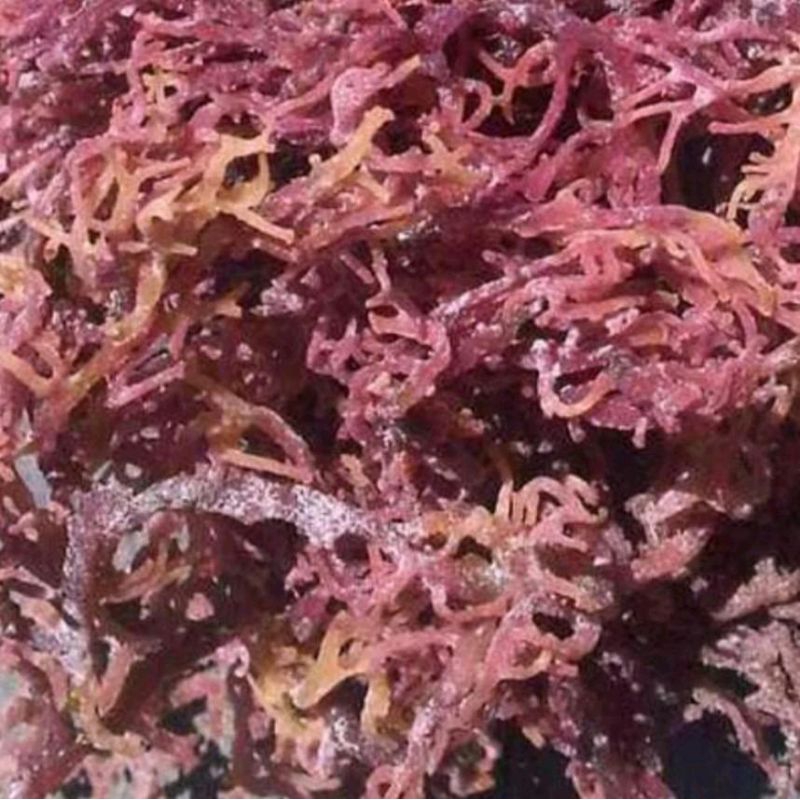

Alga Merah Rumput Laut merah ganggang merah Cottoni Kering 250gr