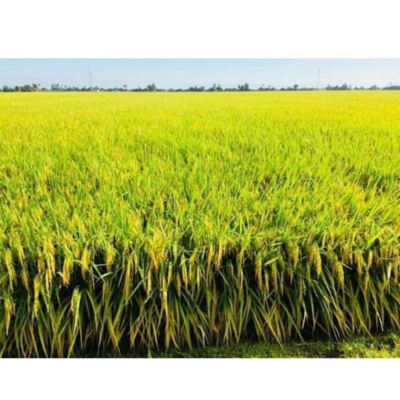 bibit padi AMAZONE OR-I padi super anakan banyak berkualitas unggul 1KG