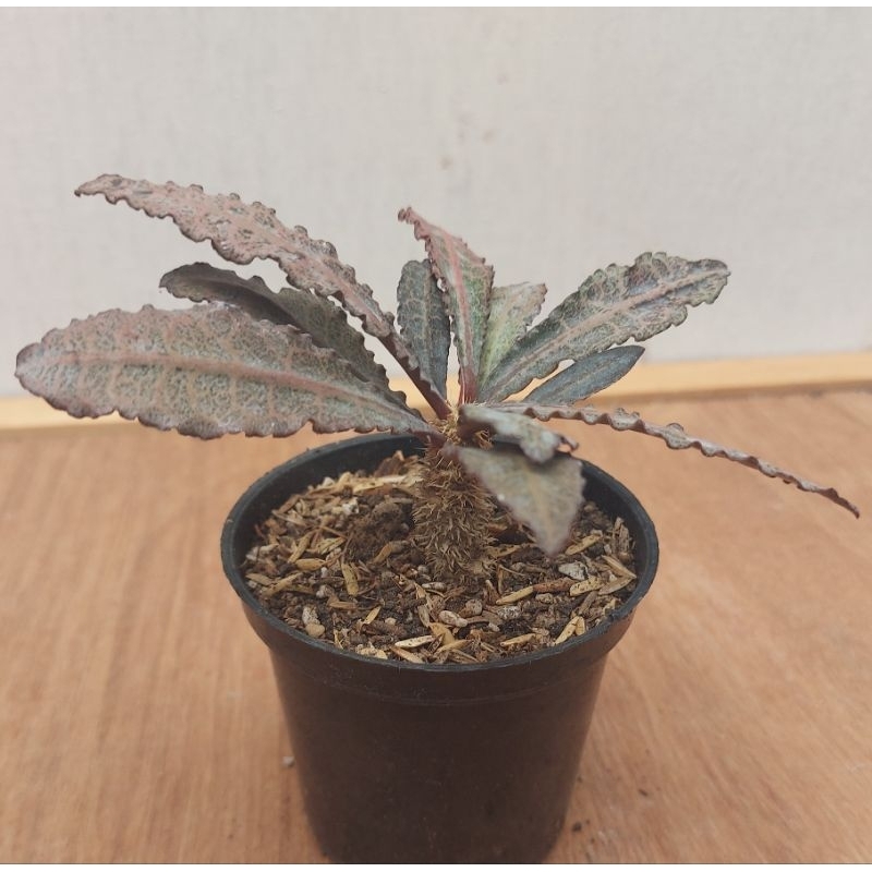 euphorbia francoisii hybrid