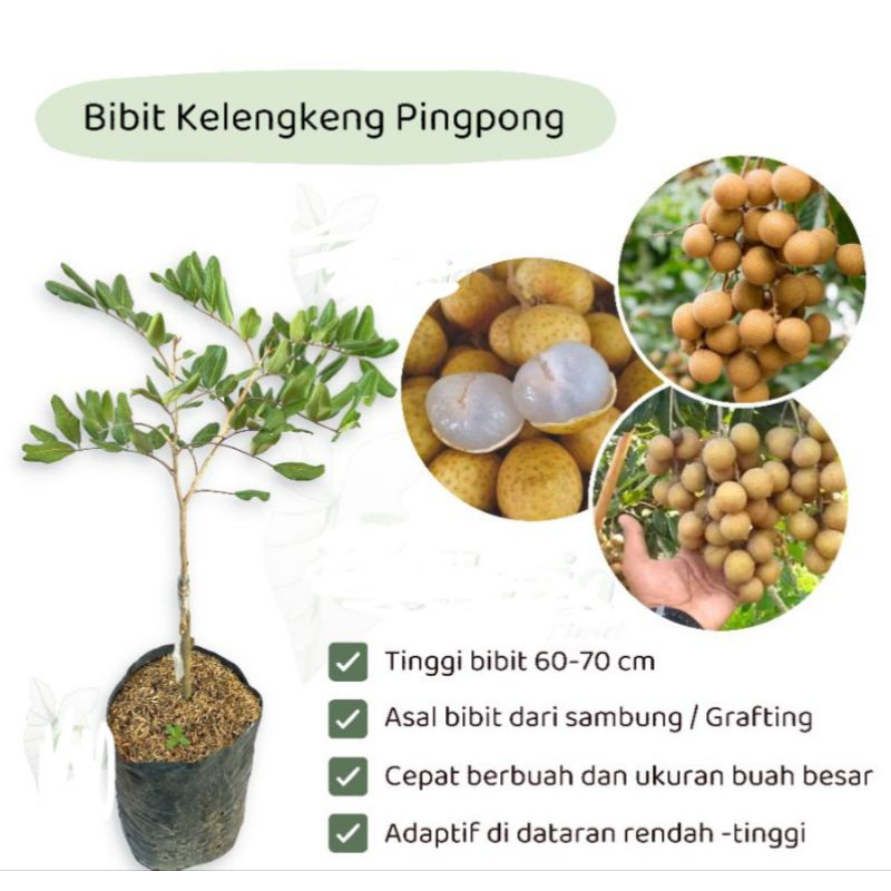 bibit kelengkeng pingpong okulasi