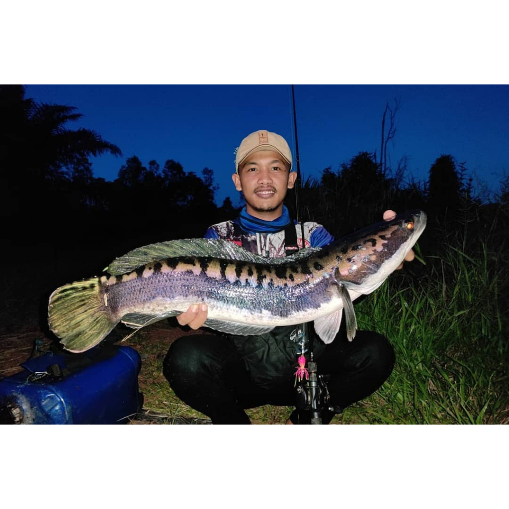 marking toman tomang singletank 20 13 10 cm