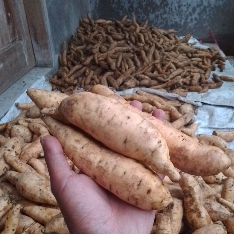 

umbi Cilembu simadu spek C isi 7-10