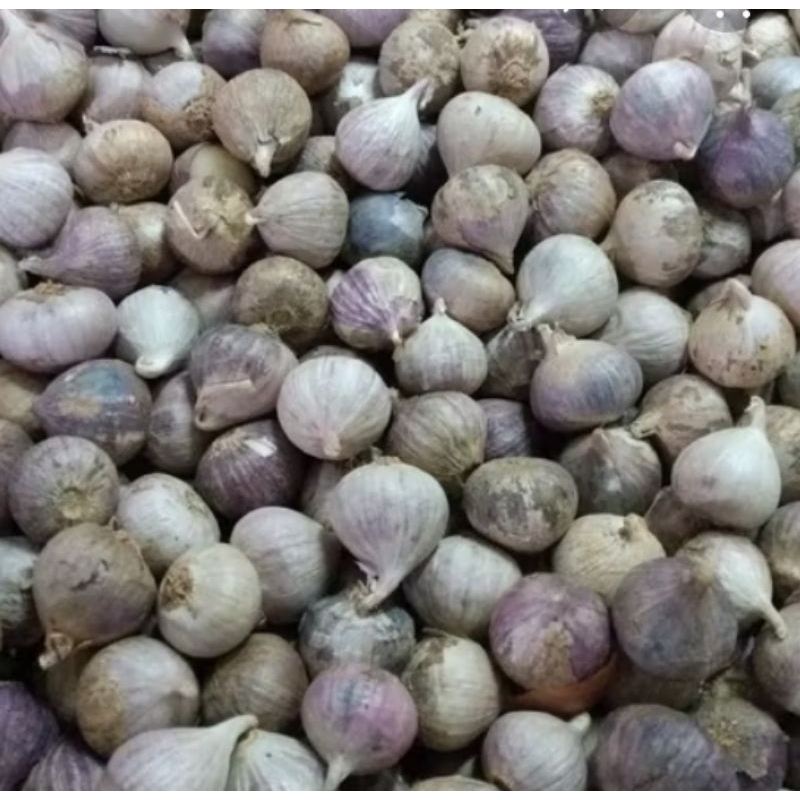 

bawang putih tungal black garlic