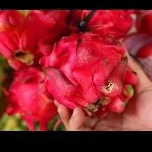 

Buah naga segar buah kesehatan buah kaya nutrisi