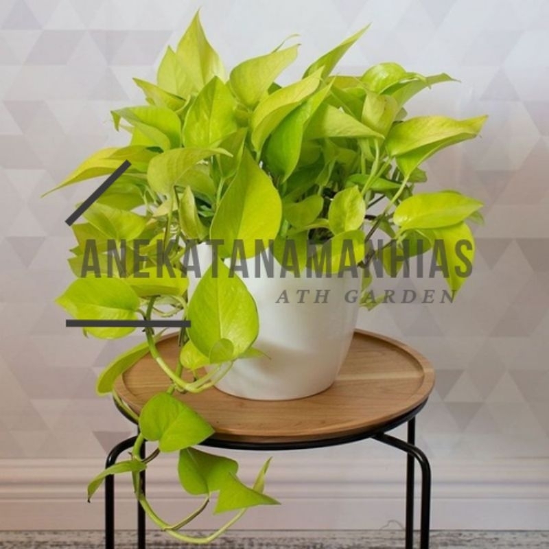 Tanaman Hias Sri Gading - Tanaman Sri Gading Merambat