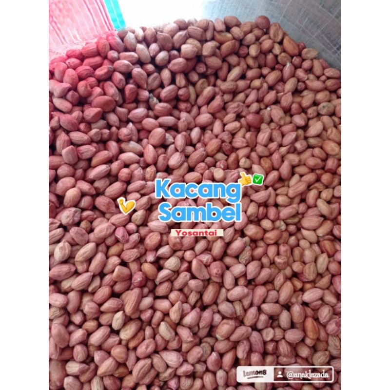 

KACANG SAMBEL MENTAH / KACANG KILOAN/ KEMIRI KACANG