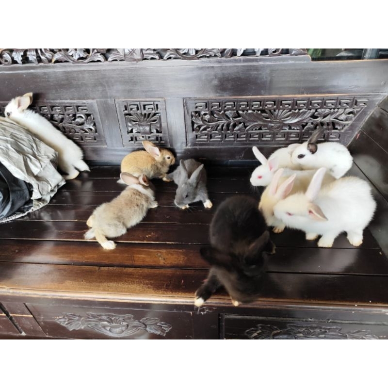 kelinci anggora dan lokal sepasang murah dan lucu