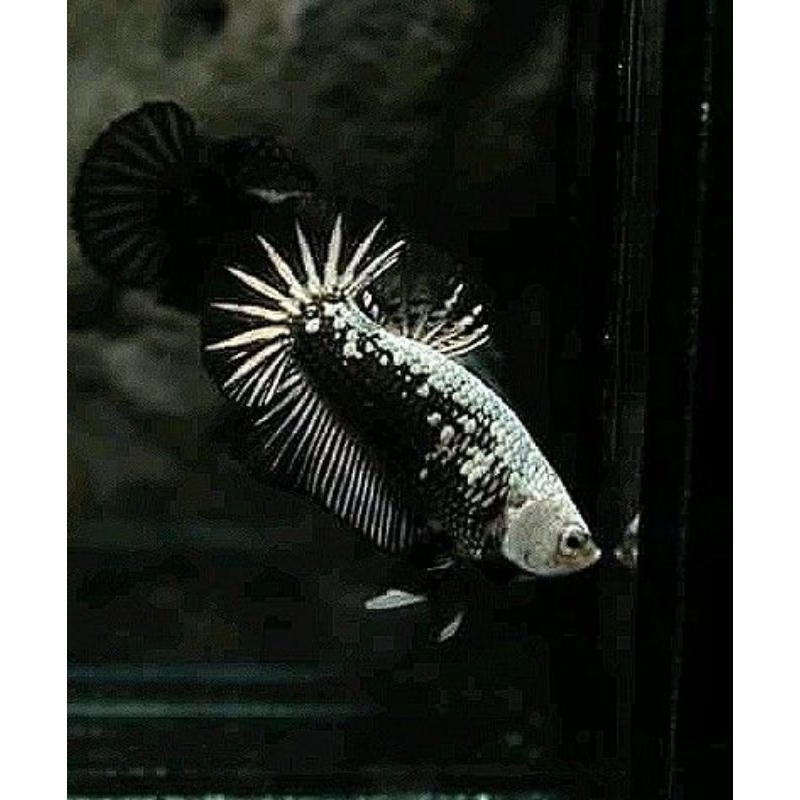 Betta fish