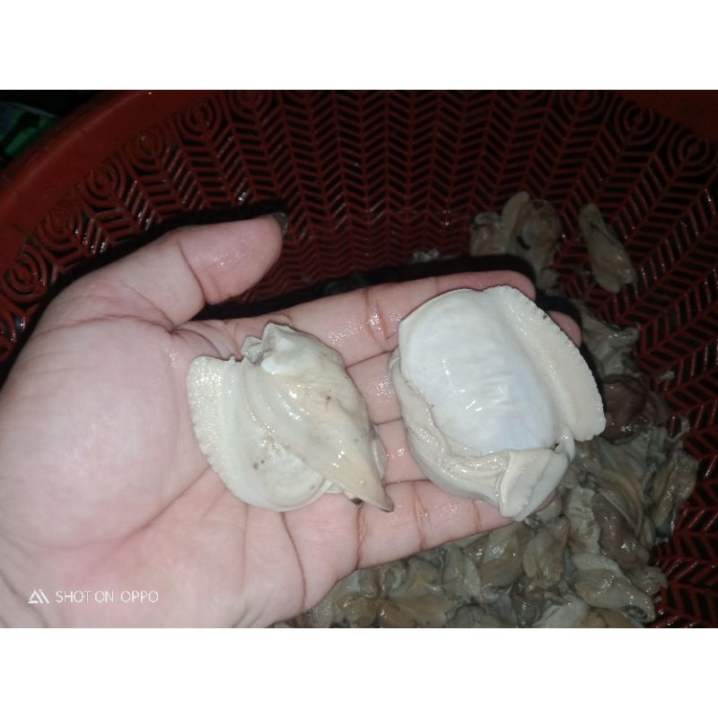 

DAGING KERANG KIJING SUNGAI/SAWAH SEGAR 1 KG