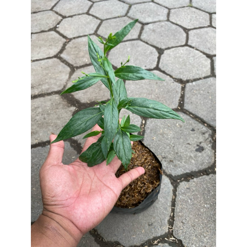 Tanaman Sambiloto, Bibit Sambiloto