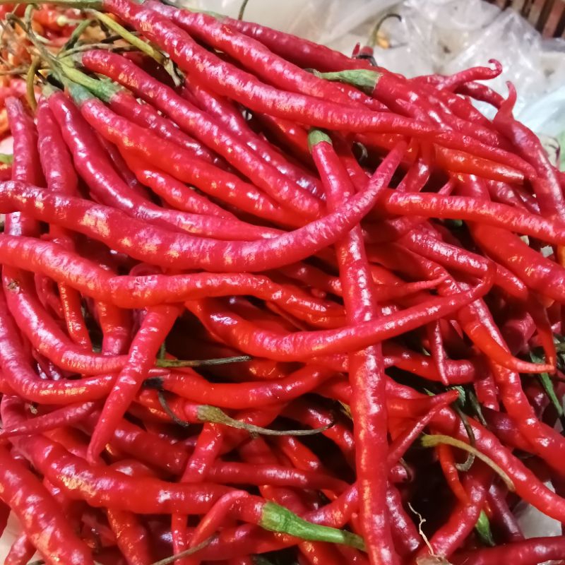 

cabai keriting merah 20000 - 75000/kg