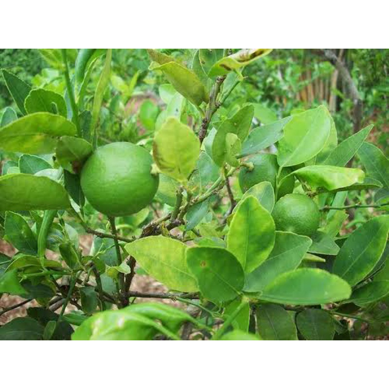 

JERUK NIPIS SEGAR (1kg) / KEBUN PETANI JERUK