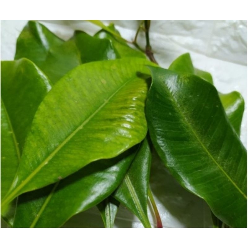 

Daun cengkeh segar petik langsung 250 gram-az