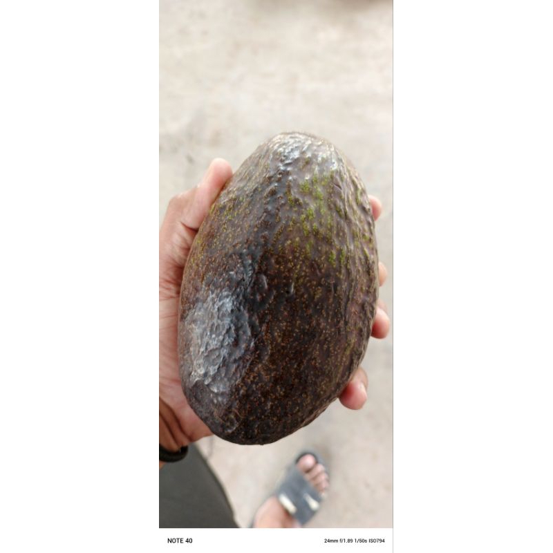 

ALPUKET GOLDEN SWET PER BUAH DKIRIM MENTAH