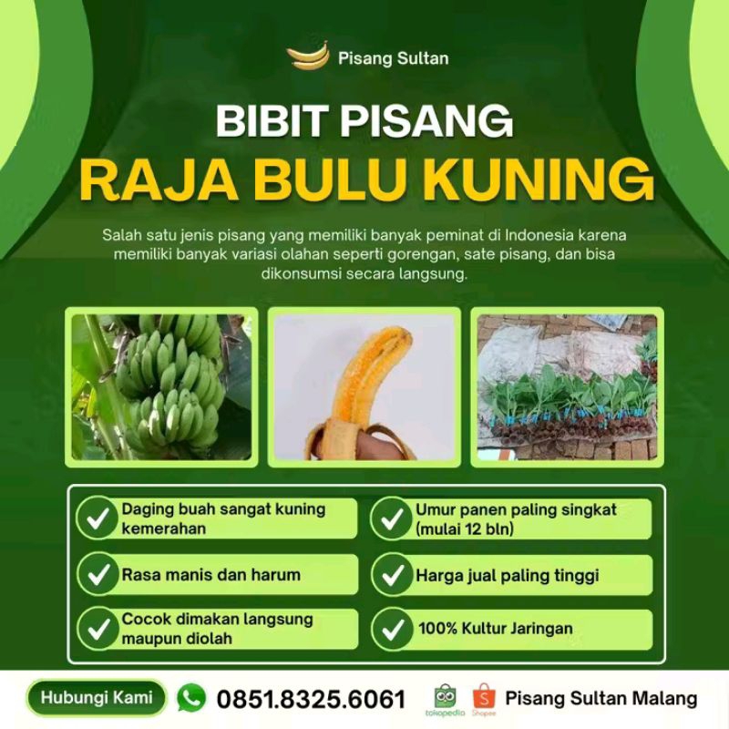 bibit tanaman pisang raja bulu super