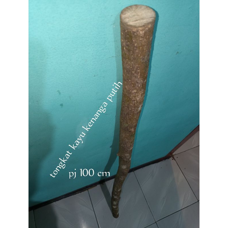 tongkat kayu cempaka /kantil putih   alat bantu jalan asli alami alam
