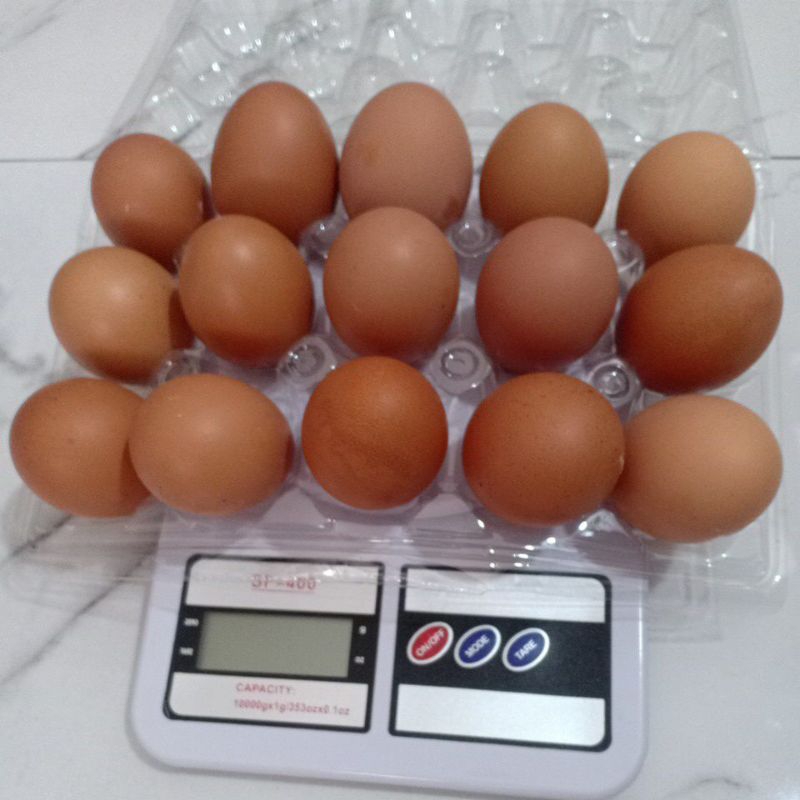 

Telor Ayam Negeri isi.15 Butir