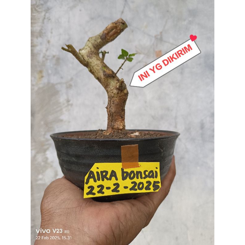 bahan bonsai wareng bintang dongkelan