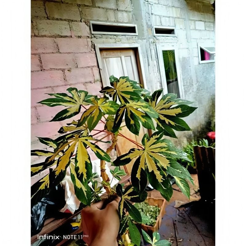 Paket hemat 5 batang singkong golden varigata - batang singkong daun unik