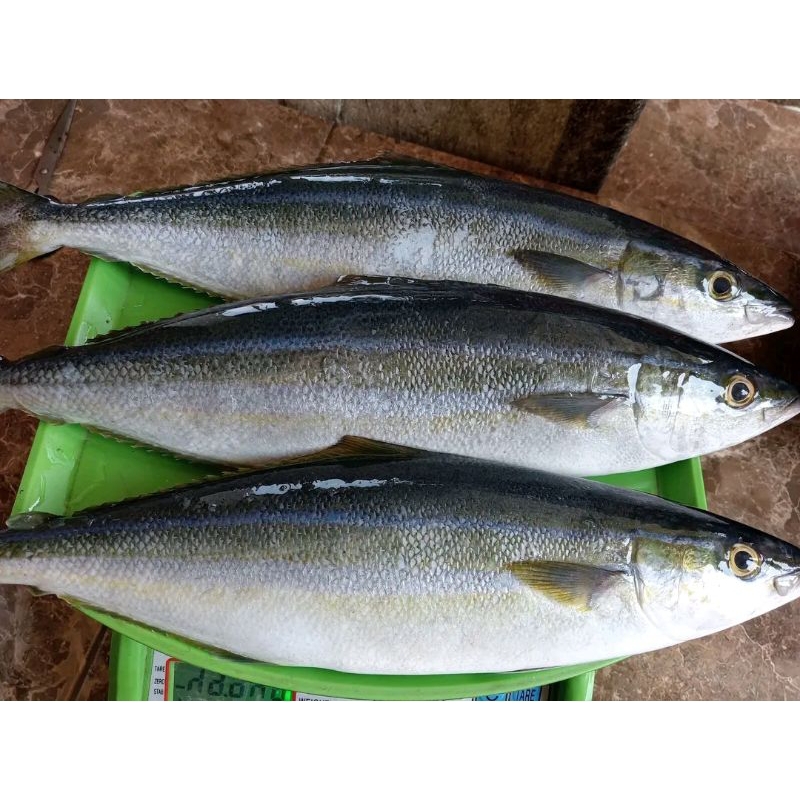 Ikan salmon lokal Ikan salem besar Ikan sunglir segar 1kg
