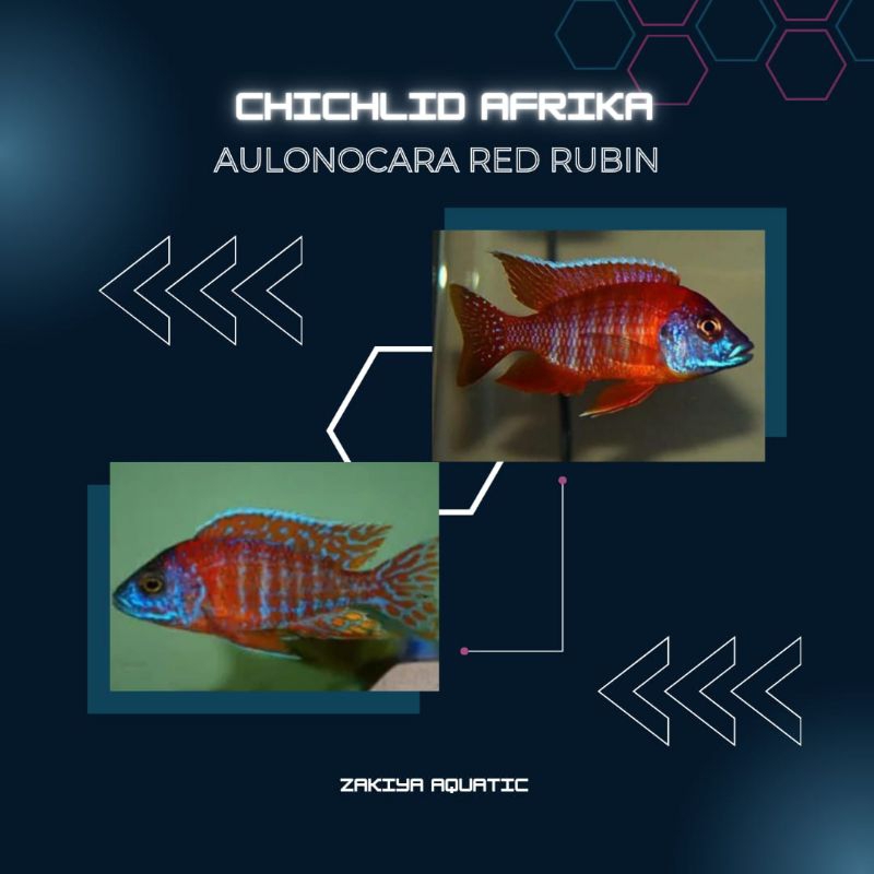Red Rubin Cichlid Afrika Pure