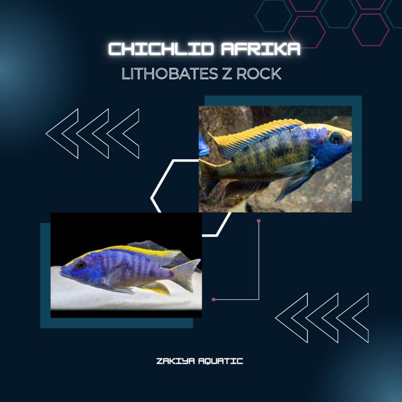 Lithobates Zrock Cichlid Afrika