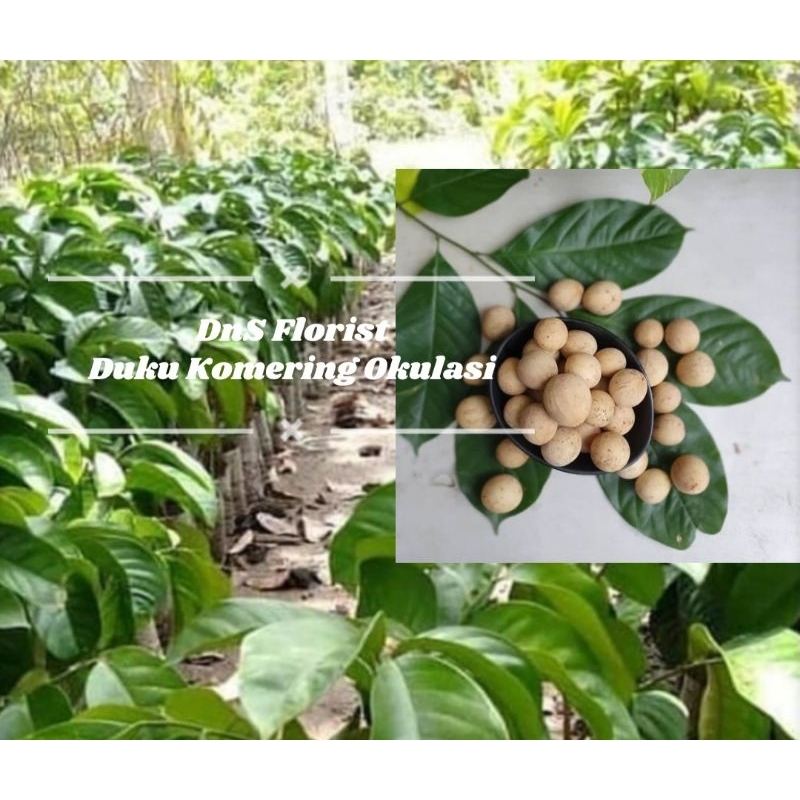 Bibit Duku Komering Non Biji Hasil Okulasi Super Genjah Cepat Berbuah
