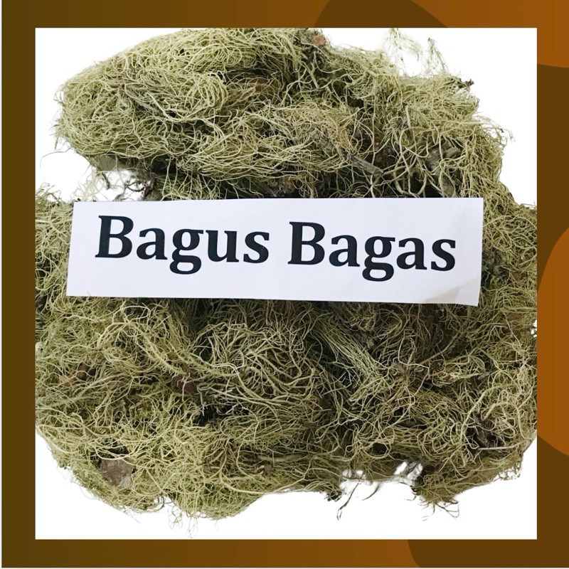 

50gr Kayu Angin Kering Herbal Rasukangin Rasuk Angin Lumut Alas Rasuk Kayu Angin Obat Pegal Linu
