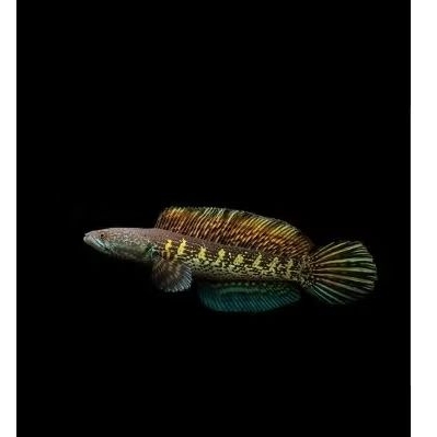 

BABY AURANTI CB KEJAJAR GRADE A UKURAN 3-5CM SORTIRAN