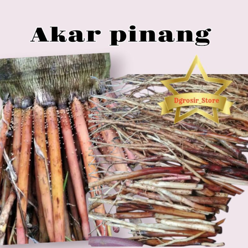 

Akar pinang muda 500g