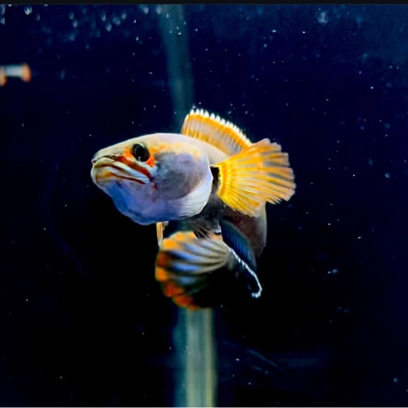 channa limbata rim tebal galak, ukuran 10-15 cm, berkualitas