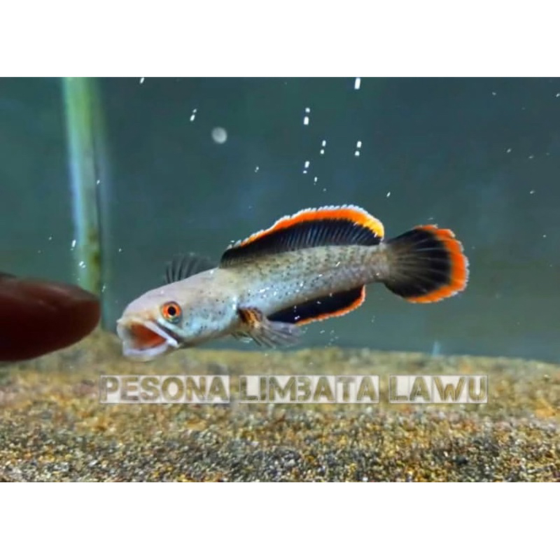 channa limbata lawu paling galak, ukuran 8-10 cm, terbaik