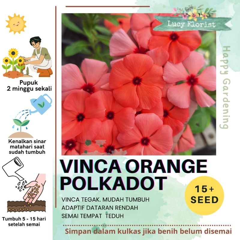 Benih VINCA POLKADOT ORANGE, 15 seed