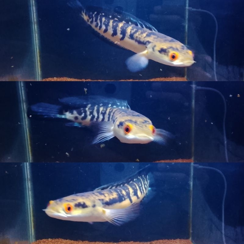 Channa Yellow Maru Bakat Batik Size 20-25cm