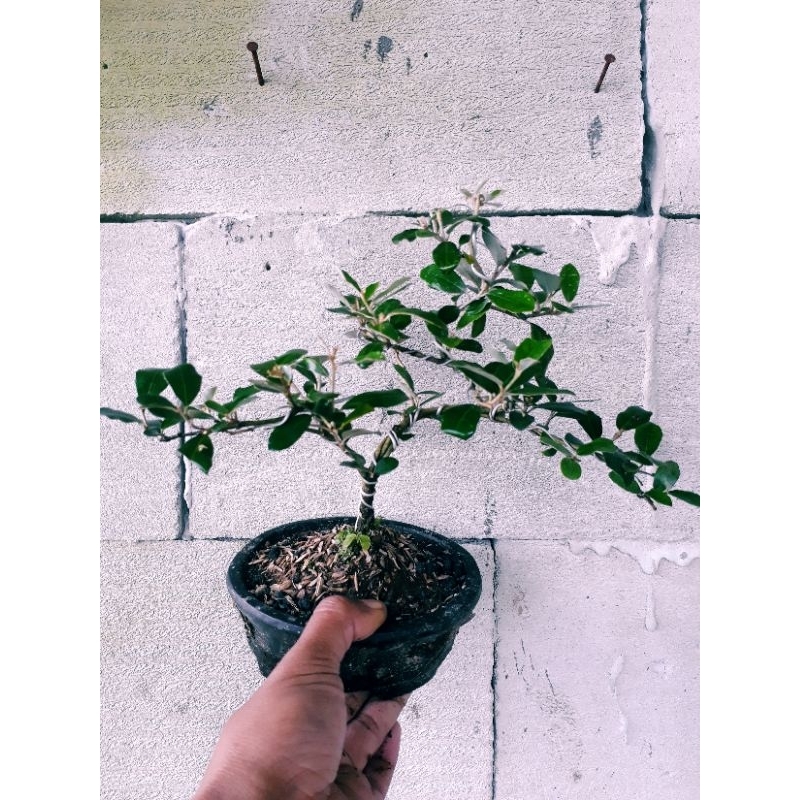 bonsai mame buah silver berry tinggal pajang