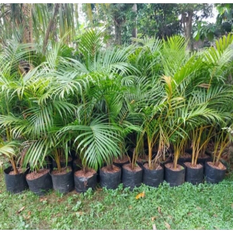 tanaman hias palem kuning -+1 meter.