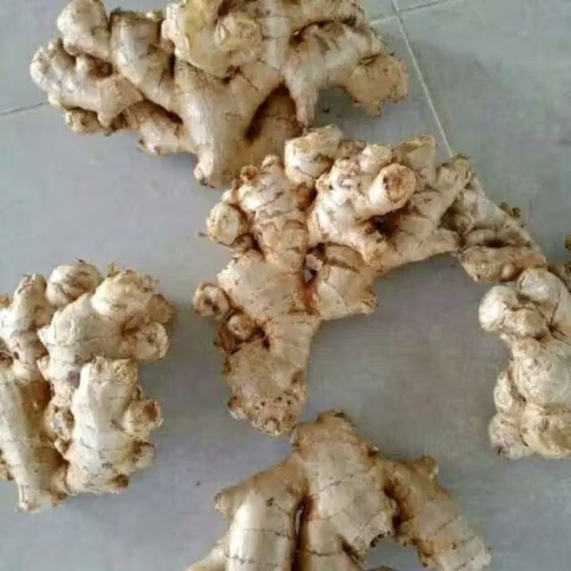 

PROMO JAHE REMPAH/JAHE HERBAL FRESH DAN MURAH