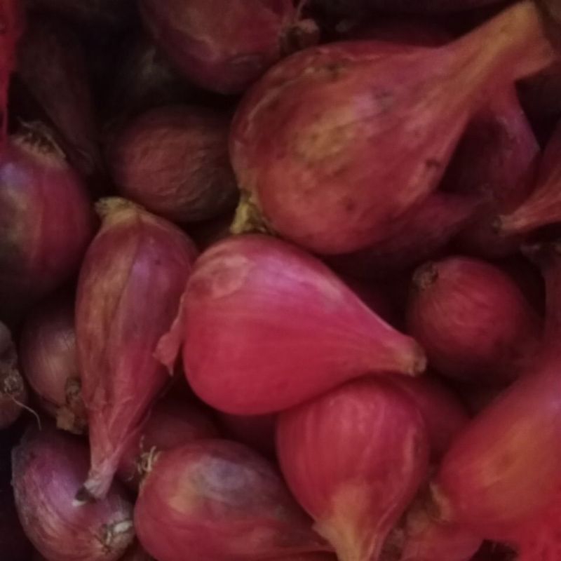 

bawang merah brebes besar