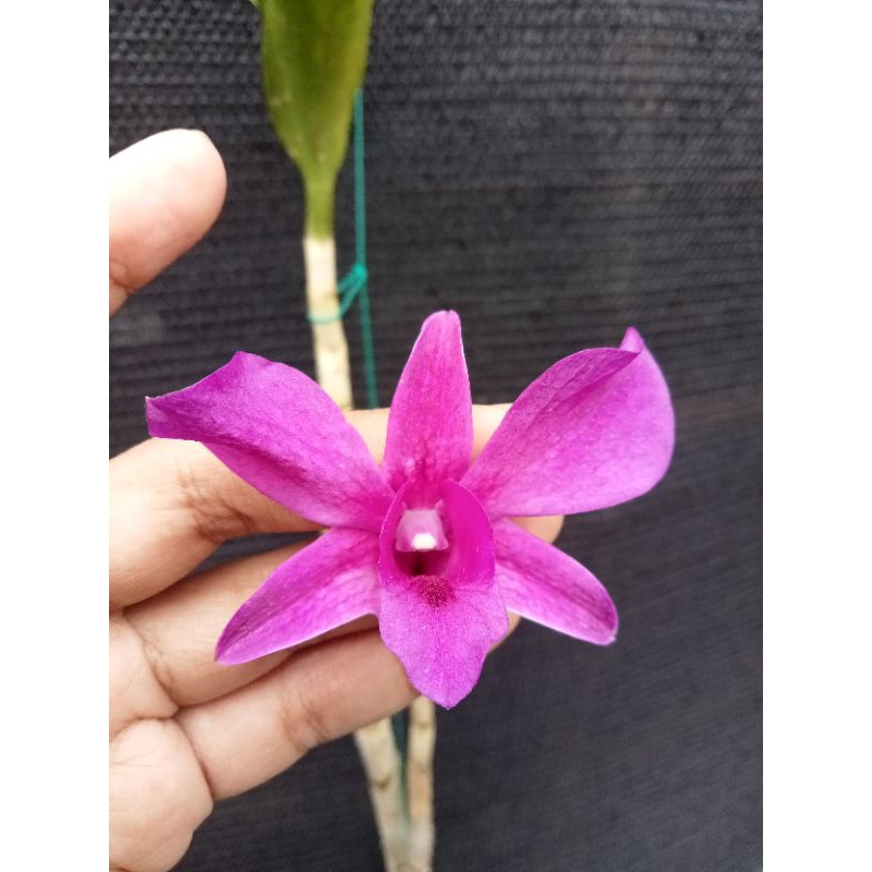 dendrobium bantimurung