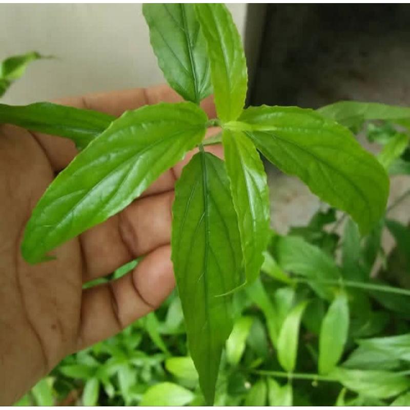 

daun belalai gajah murah segar baru petik saat ada order 500g