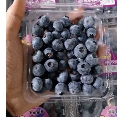 

blueberry fresh besar besar