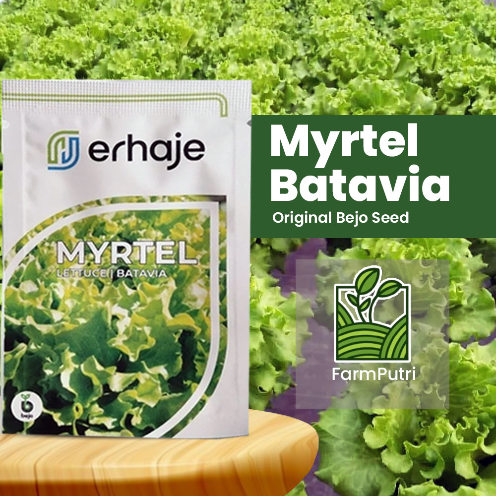 Benih Bibit Selada Batavia Myrtel Hijau Keriting Original Bejo Seed Mirtel Myrtel Mytrel Original Hi