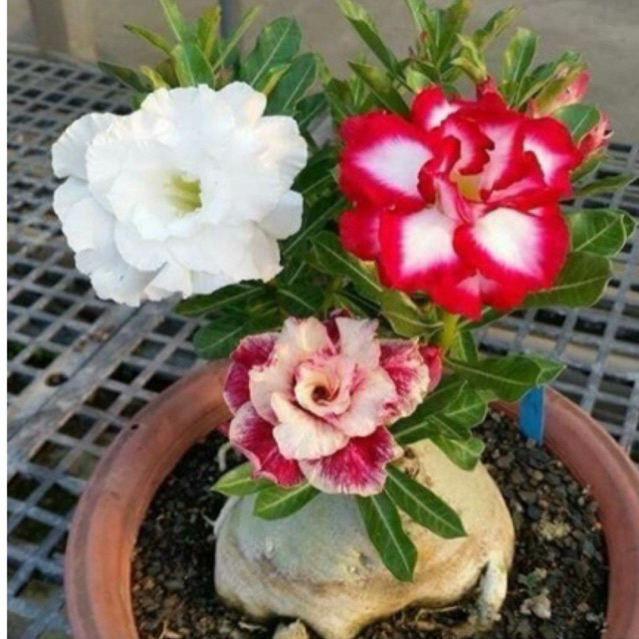 POPULER Tanaman Hias Adenium Bunga Tumpuk 3 Warna Menawan | Bibit Bunga Adenium | Adenium Bunga Tump
