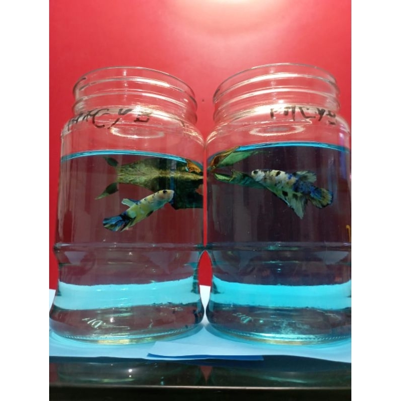 cupang plakat Multicolor Yellow base