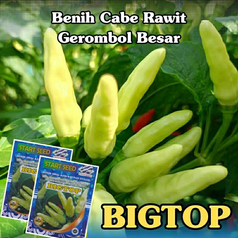 Bibit cabe rawit gerombol besar BIGTOP original benih cabe rawit unggul 2000 biji kualitas premium