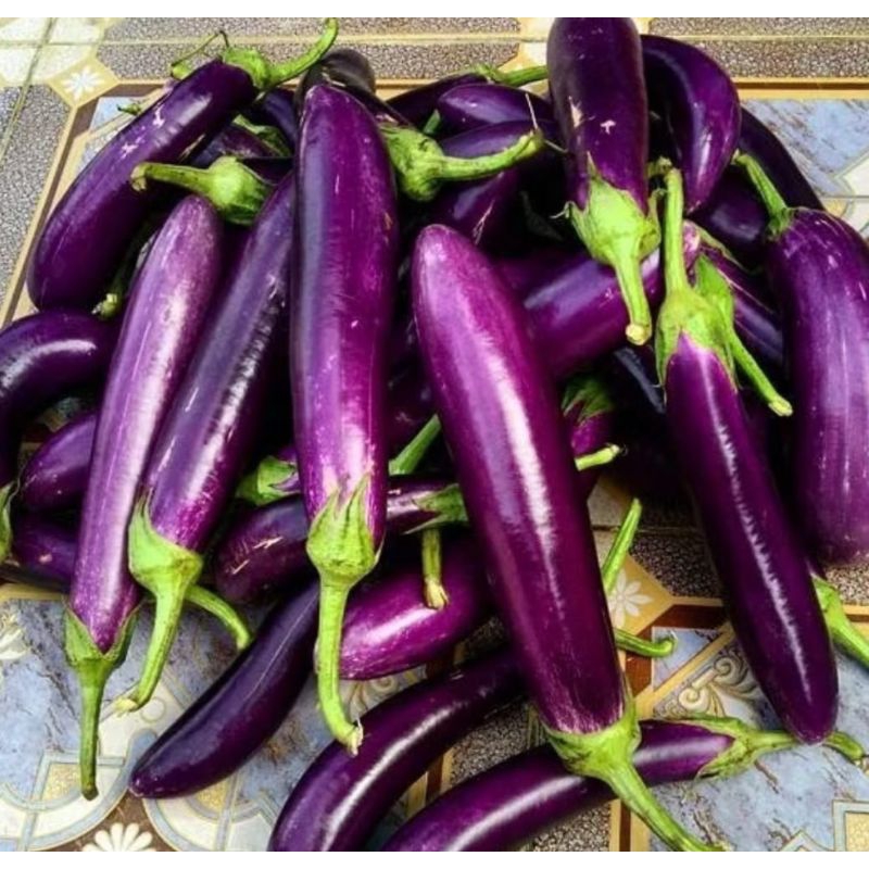 100 Bibit Benih Terong Ungu Antaboga