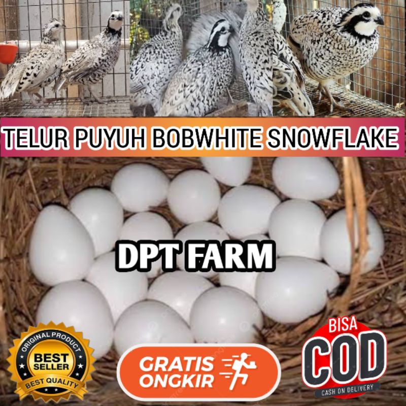 

TELUR PUYUH HIAS BOBWHITE SNOWFLAKE UNTUK DITETASKAN